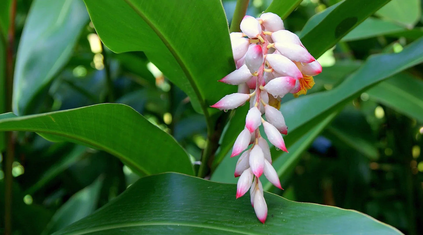 Shell Ginger Flowering Live Plant