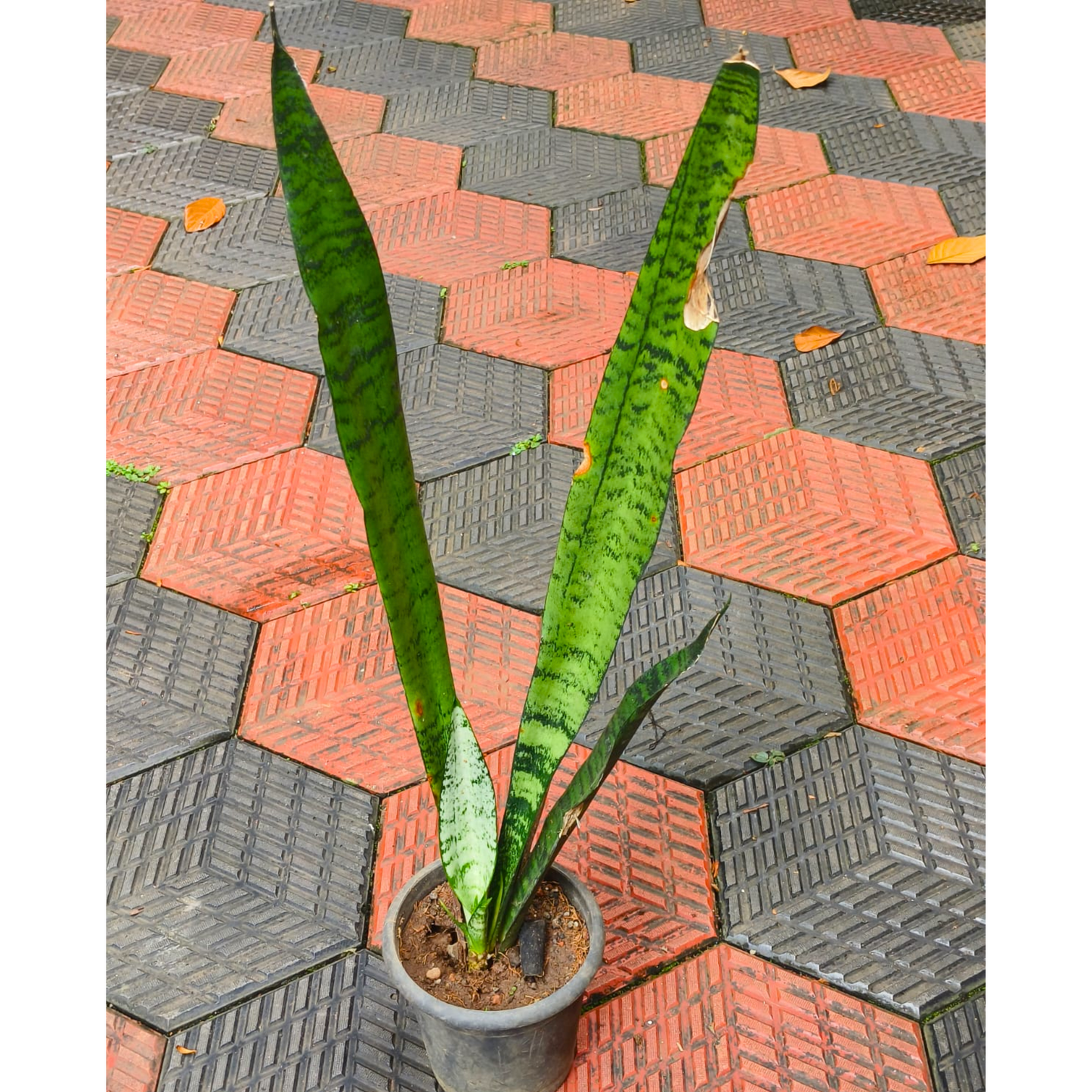 Snake Plant (Sansevieria trifasciata) Indoor Live Plant