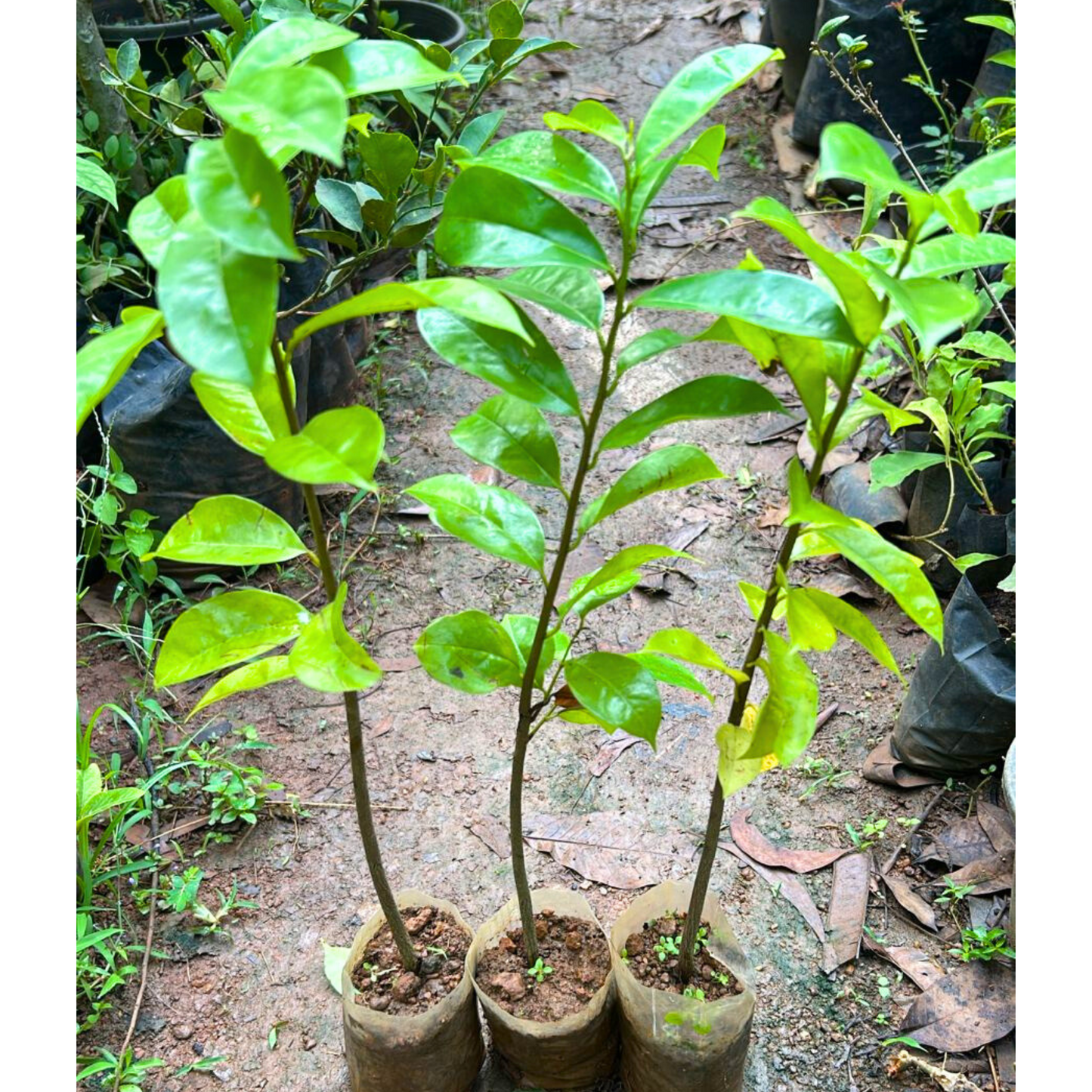 Soursop (Annona Muricata) Fruit Live Plant
