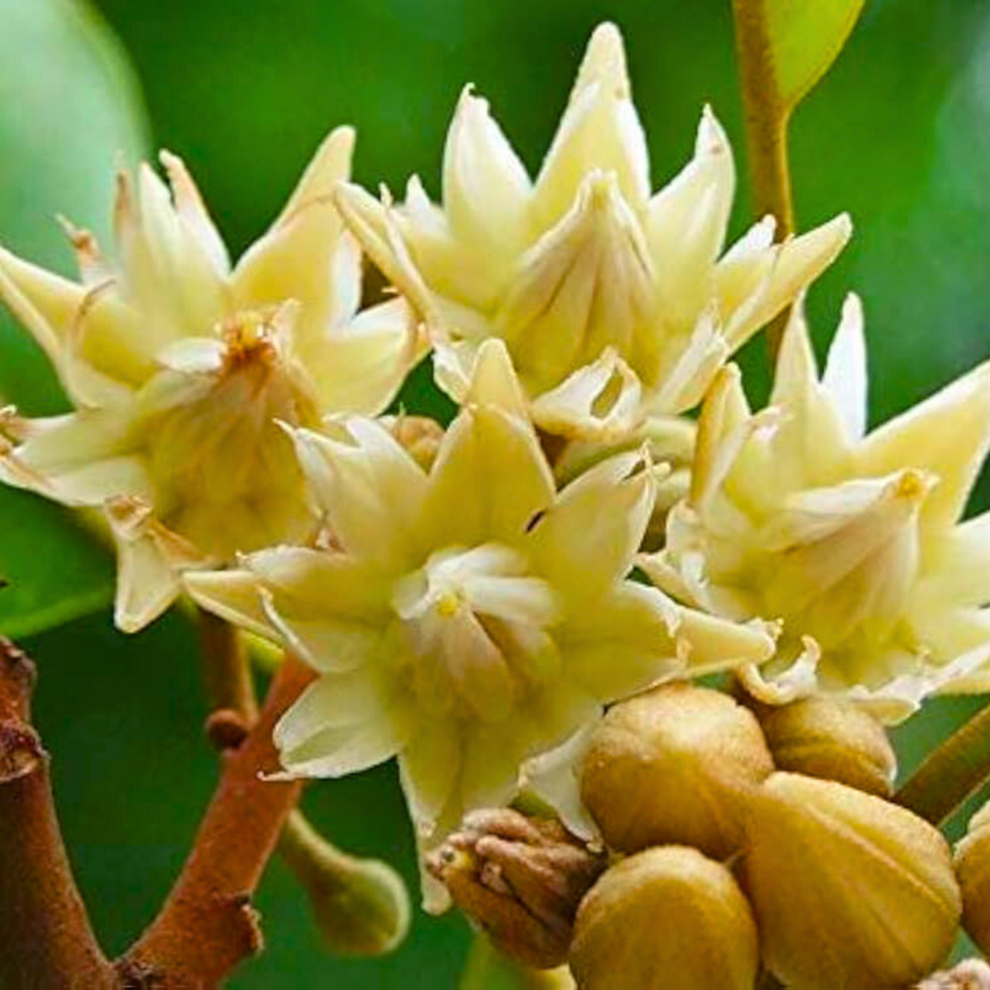 Spanish Cherry / Elanji (Maulsari) Rare Flowering / Medicinal Live Plant