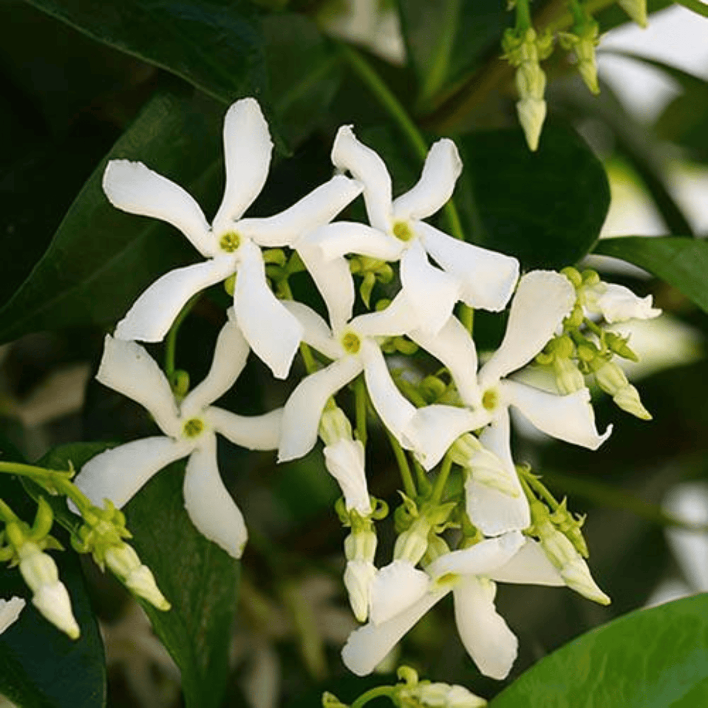 Star Jasmine (Trachelospermum jasminoides) Rare Flowering Live Plant