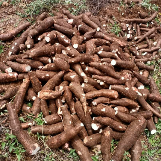 Tapioca Plant (Maravalli Kilangu) Live Plant.