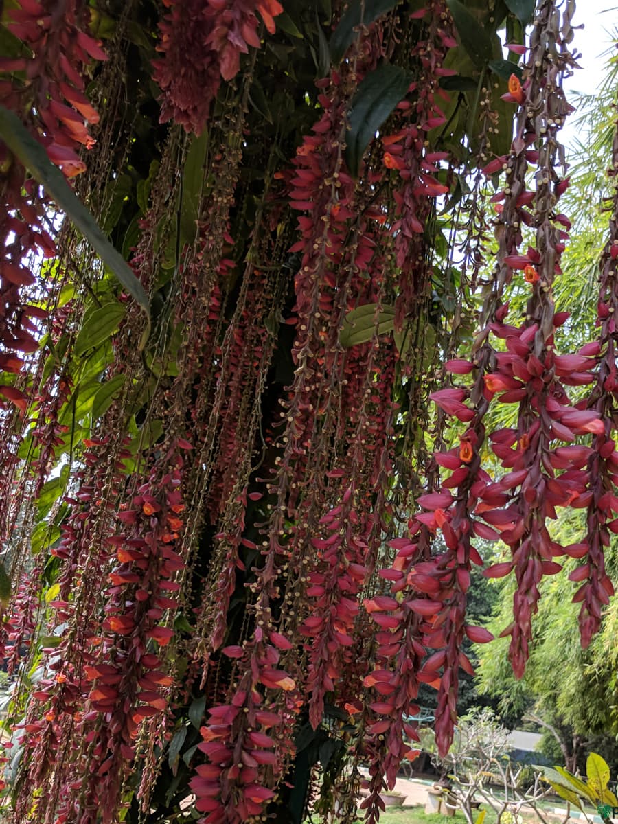 Scarlet Clock Vine (Thunbergia cocinea) Rare All Time Flowering Live Plant