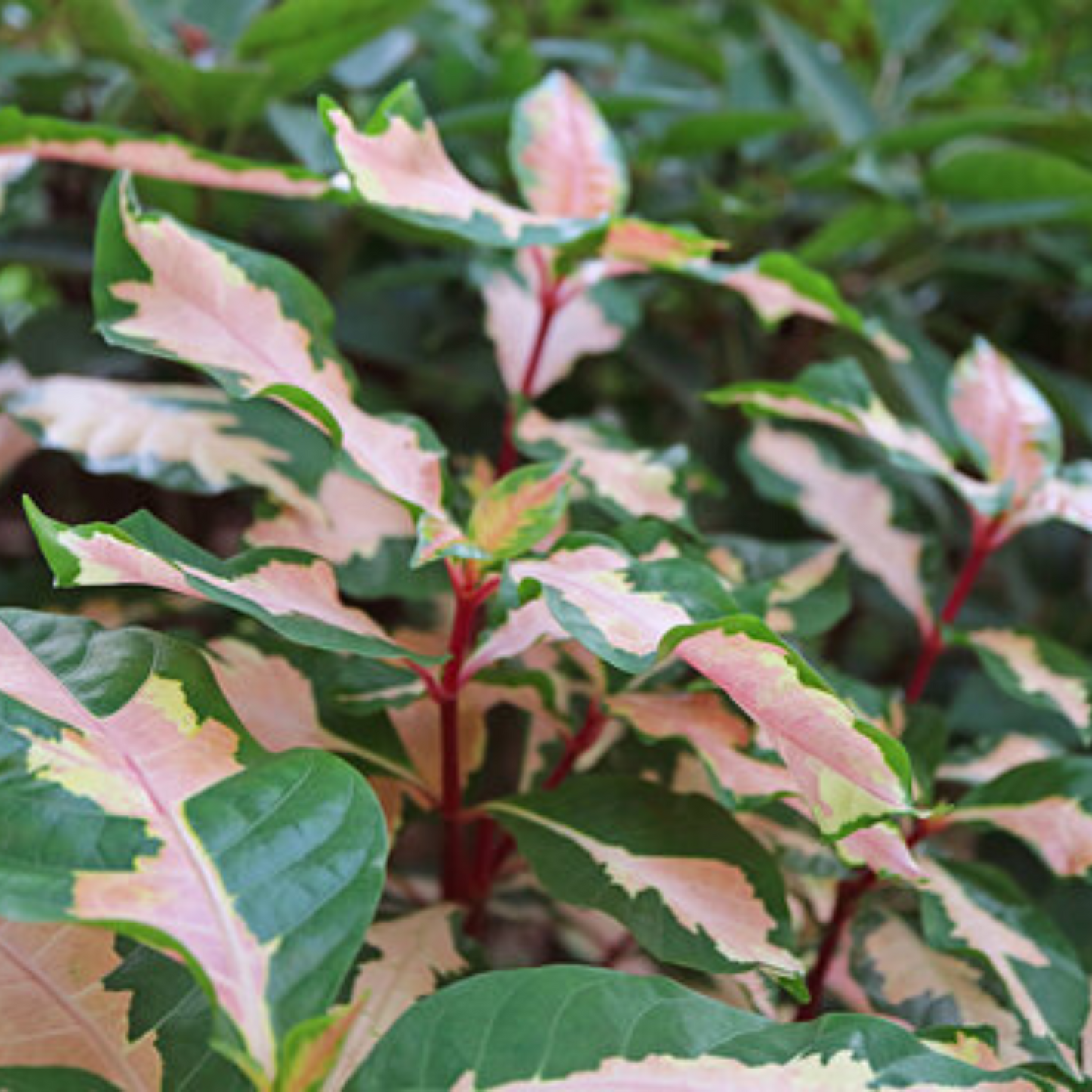 Tricolor Caricature / Rainbow Bush (Graptophyllum pictum) Live Plant