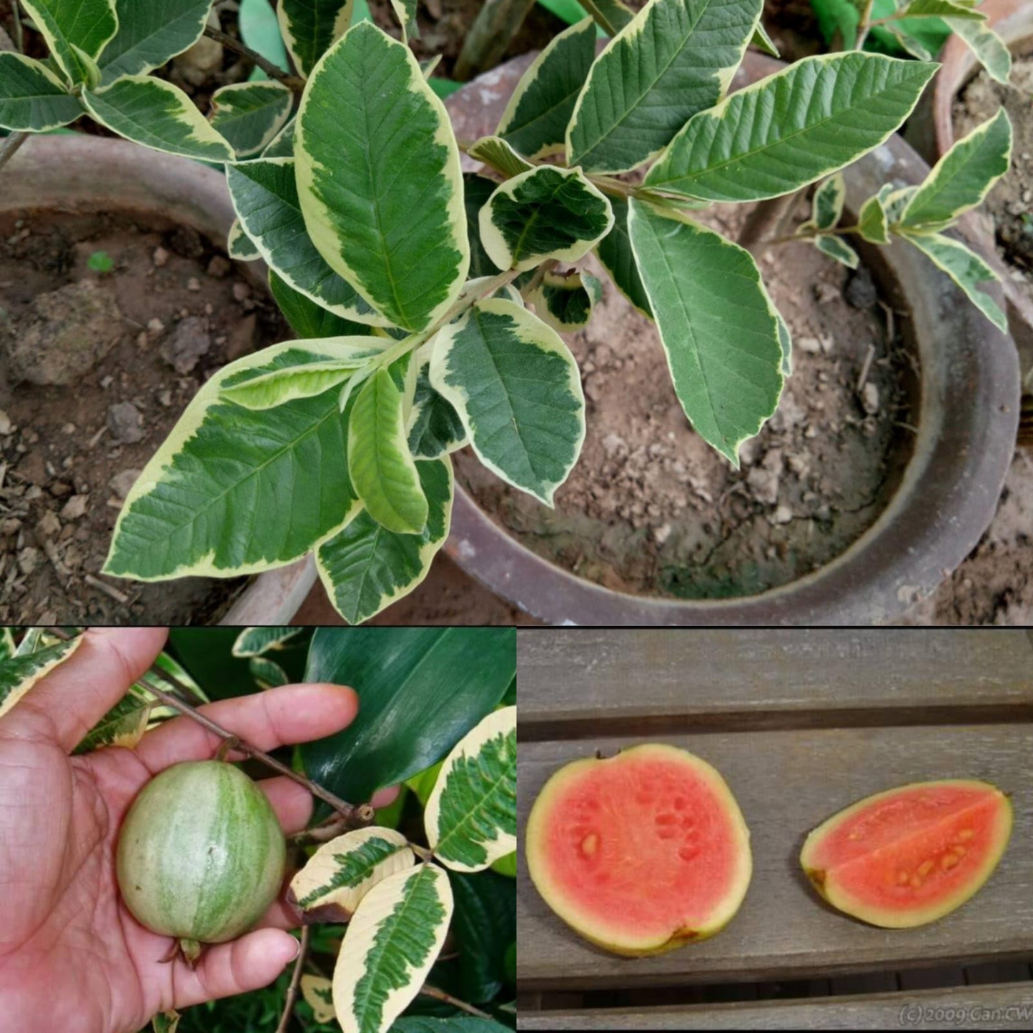 Variegated Guava (धारियाँ वाली अमरूद) Fruit Live Plant