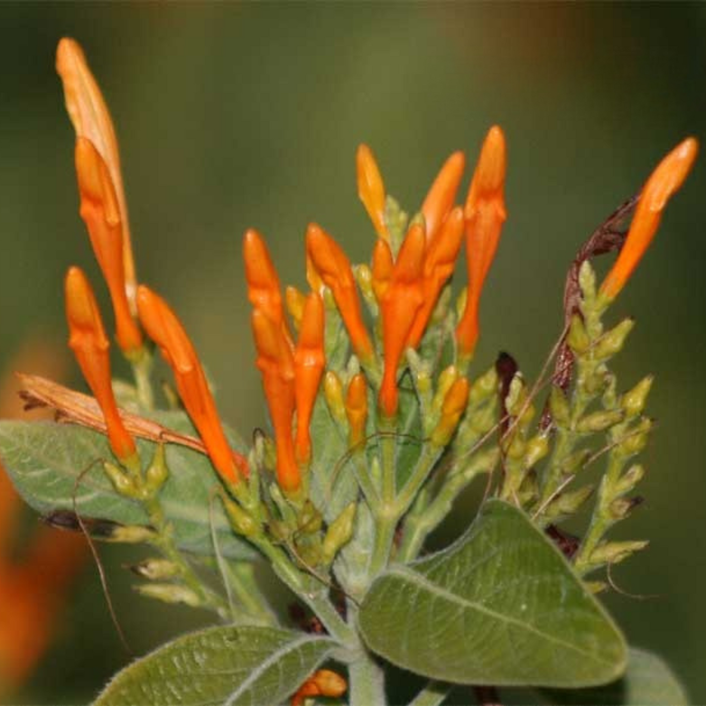 Water-Willow (Justicia leonardii) Rare All Time Flowering Live Plant