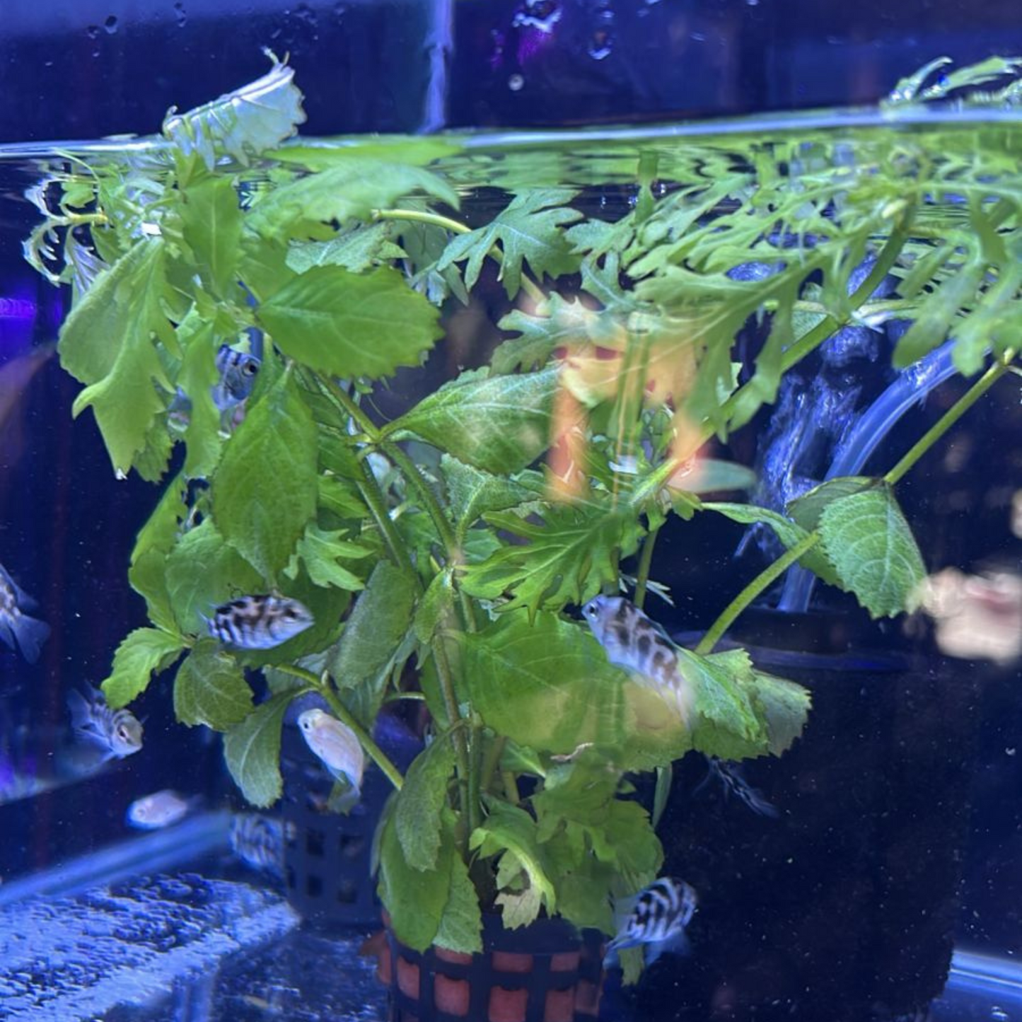 Water Wisteria (Hygrophila difformisa) Aquarium Live Plant