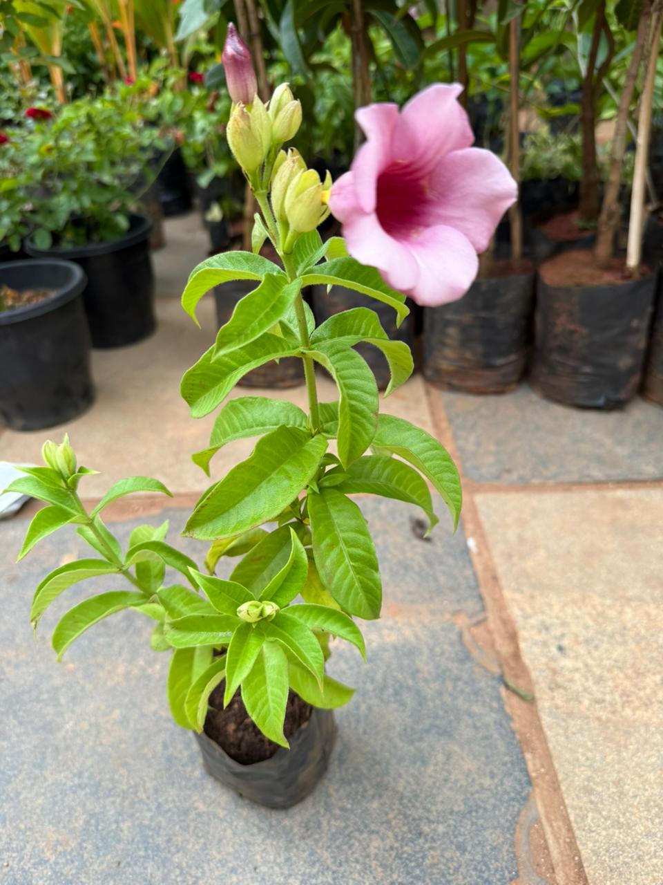Purple Allamanda / Dwarf Allamanda All Time Flowering Live Plant