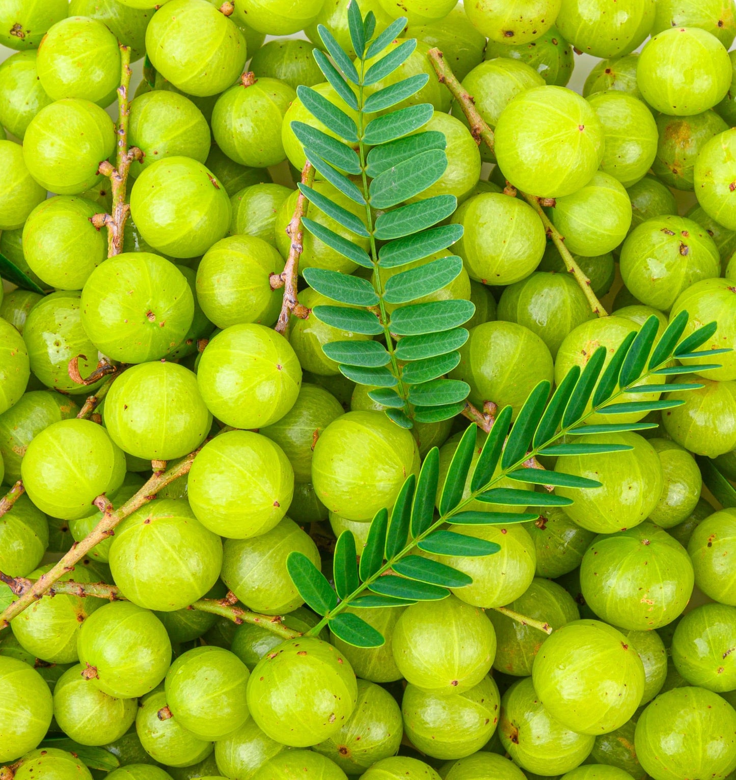 Indian Gooseberry Grafted Live Plant (Phyllanthus emblica)
