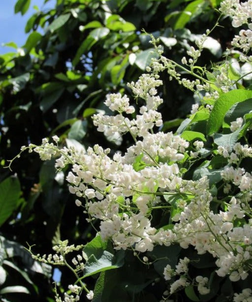White Coral Vine (Antigonon leptopus 'Alba') Rare All Time Flowering Live Plant