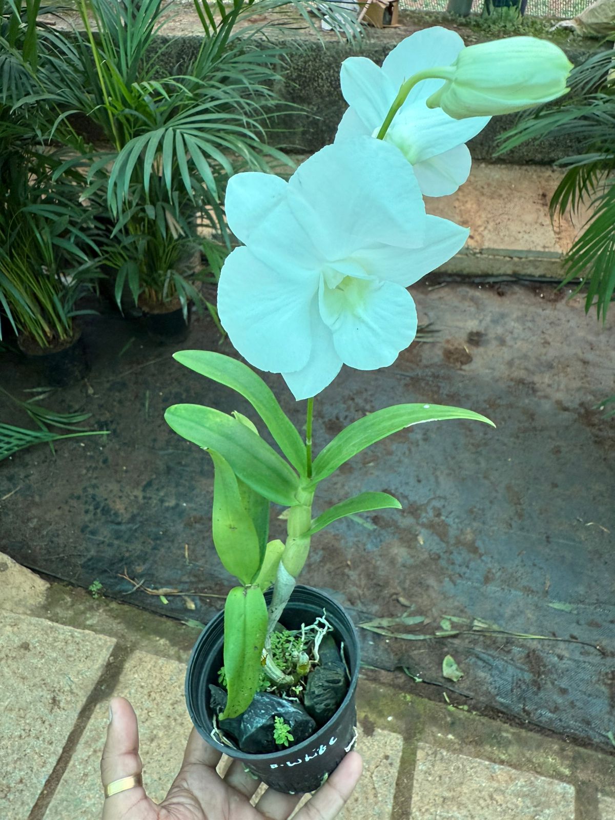 Dendrobium White Dove Orchids with Flower