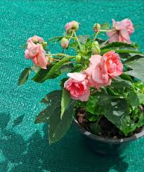 Multipetal Pink balsam / impatient pink multipetal Rare All Time Flowering Live Plant