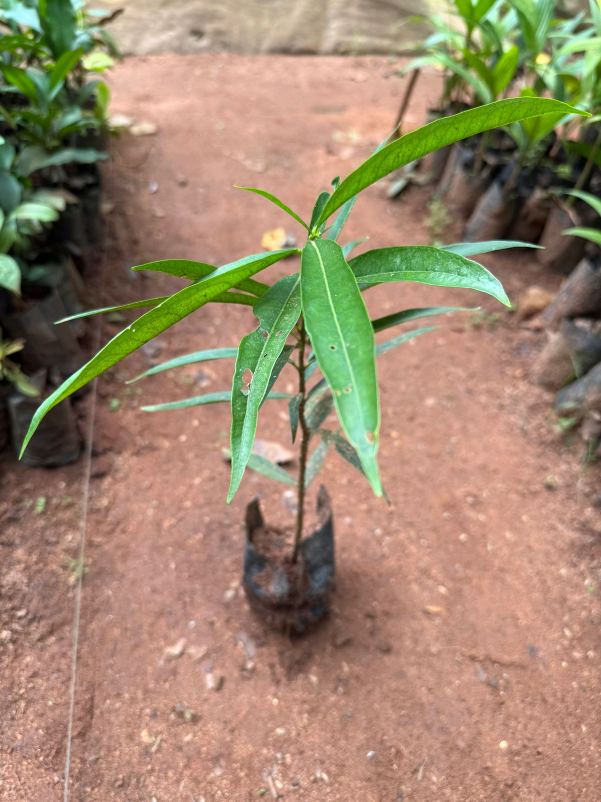 Mahkota deva Medicinal Live Plant