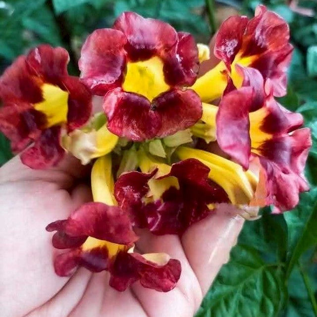 Pauldopia Ghorta / Red Trumpet tree Rare All Time Flowering Live Plant