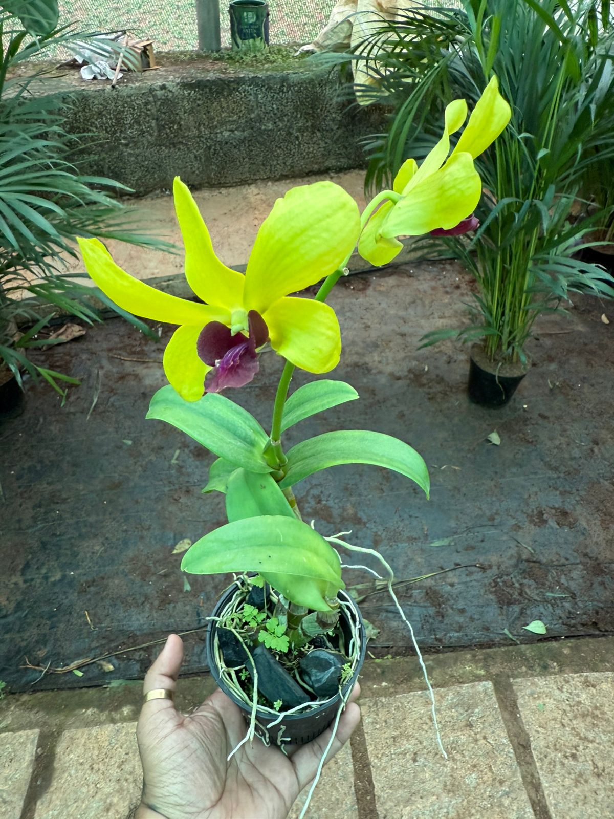 Dendrobium Thongchai gold orchids