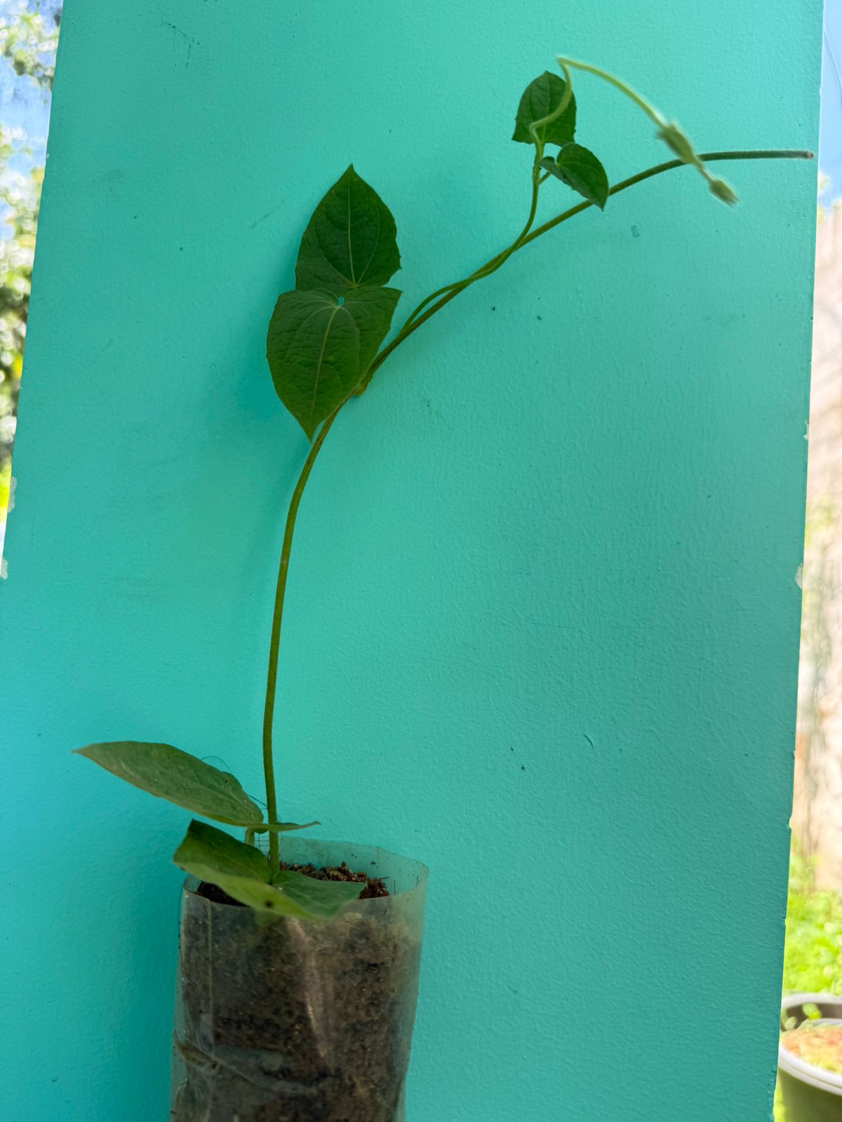 Blackeyed Susan Red Rare All Time Flowering Live Plant