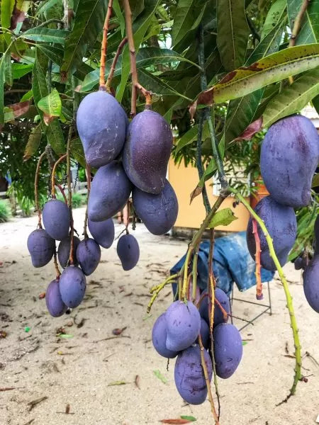 Black Stone Mango Grafted Live Plant