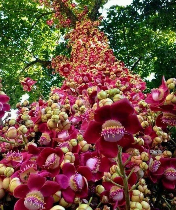 Cannonball / KailashPati (Naga lingam) Tree Layered Live Plant