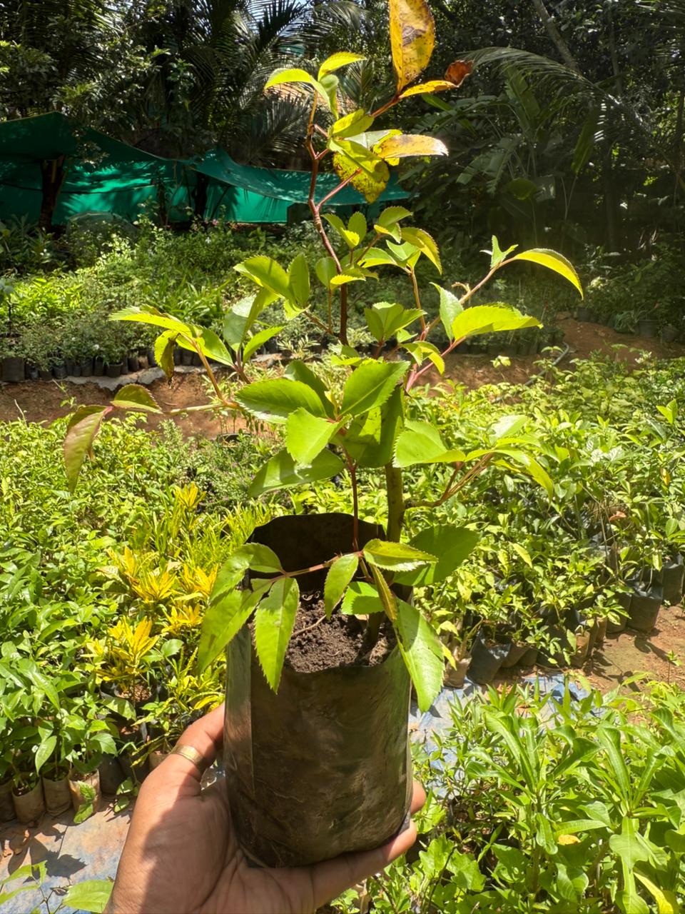 Lady Romantica Fragrant Creeper/Climber Rose Live Plant