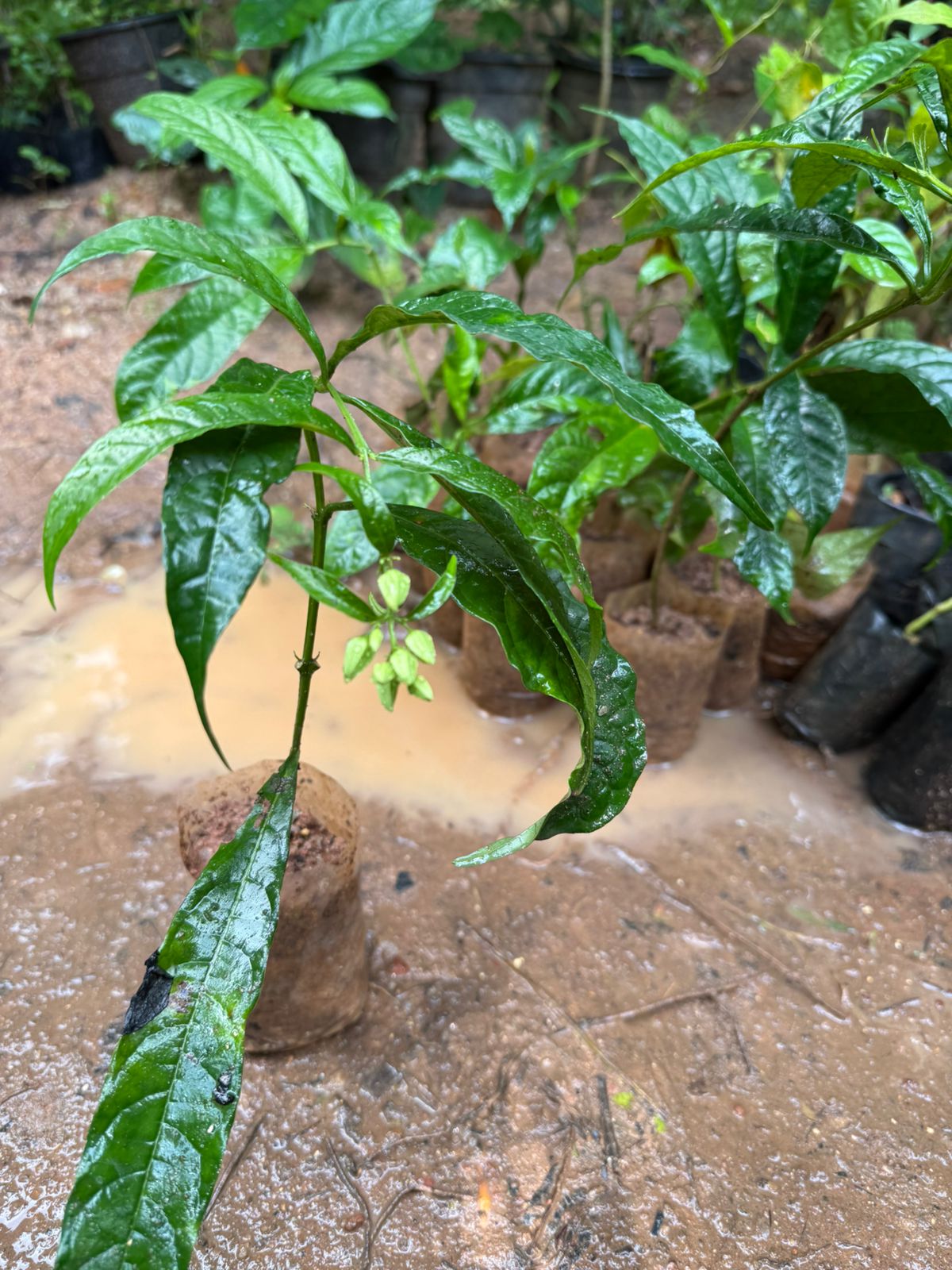 Chains of Glory White Rare Flowering Live Plant