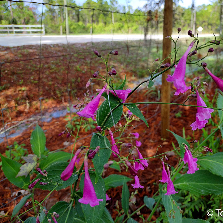 Chinese Rain Bell All Time Flowering Live Plant