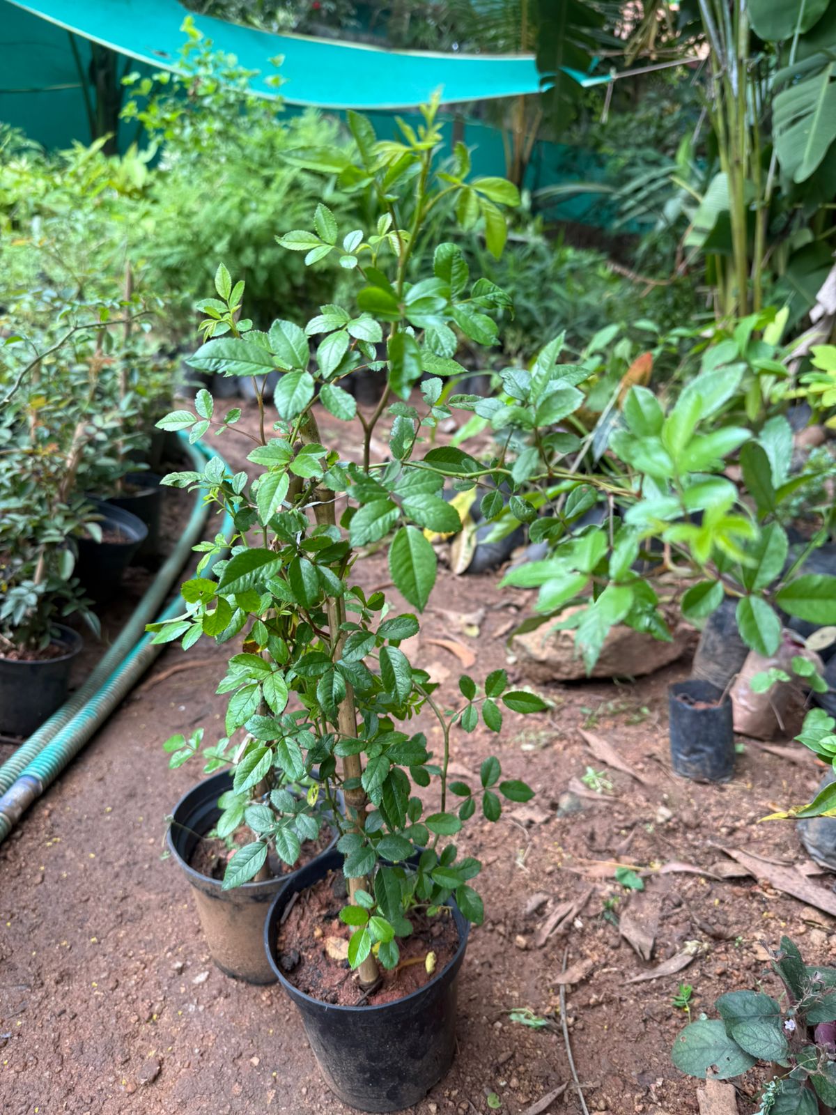 Cicile Brunner Rosa climbing live plant