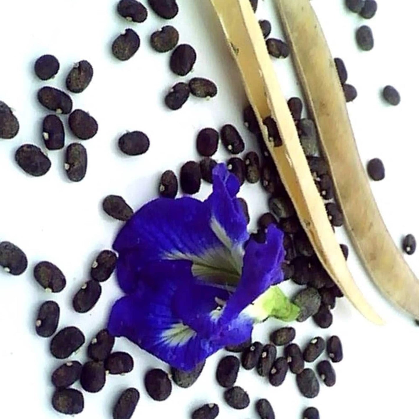 Blue multipetal clitoria Seeds - Open Pollinated