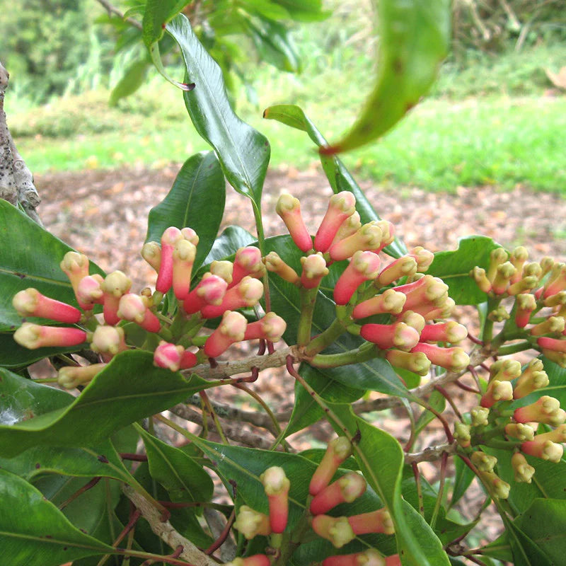 Clove / Lavang (Syzygium Aromaticum) Spice Plant