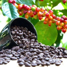 Coffee Tree Live Plant