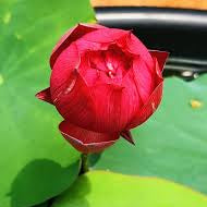 Drop Blood Red Lotus live plant