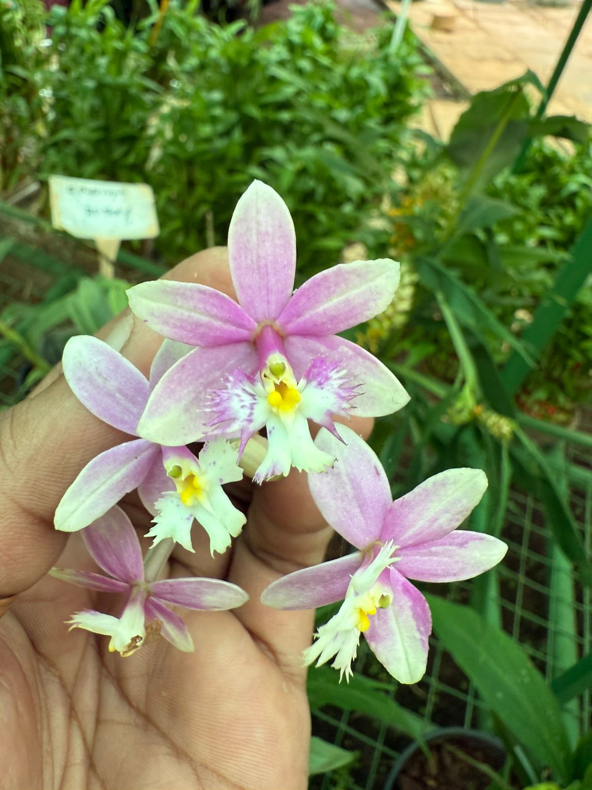 Epidendrum Sakura Orchid Live Plant