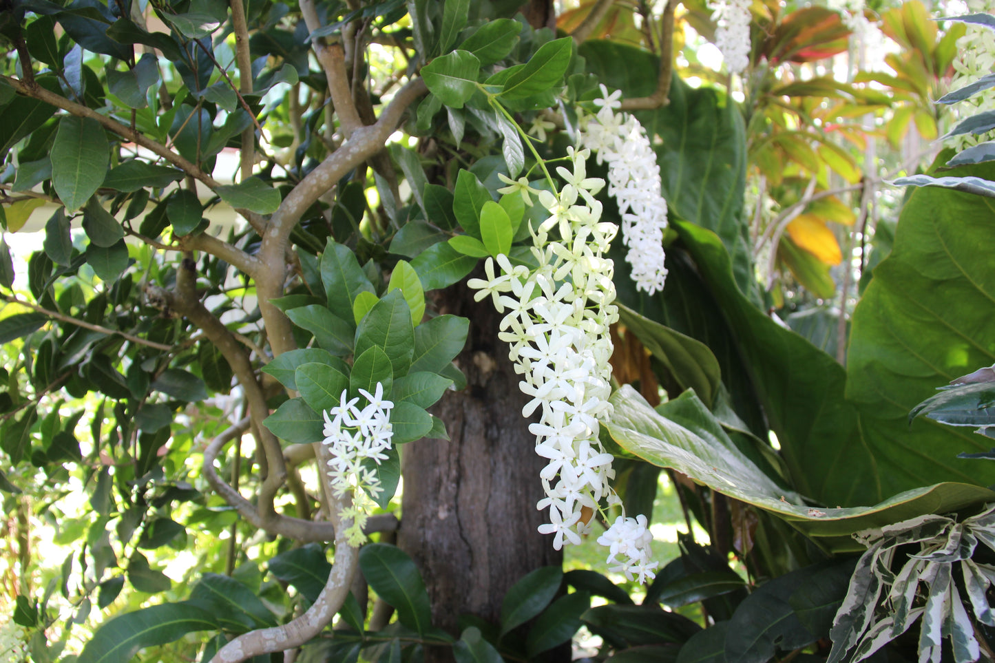 White Petrea Sandpaper Vine Live Plant