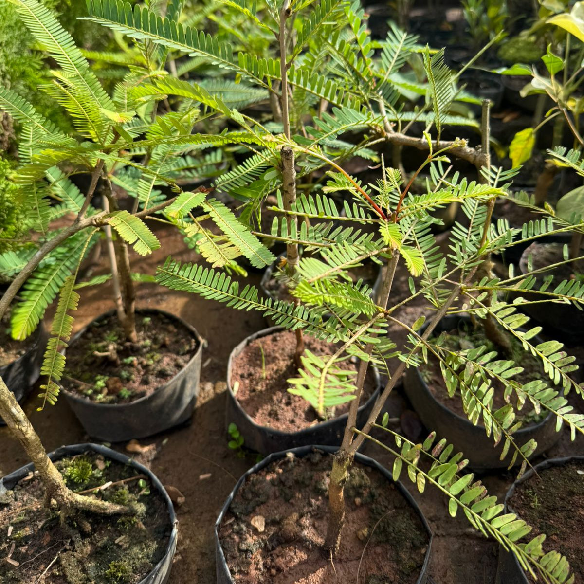 Gooseberry Tree Bonsai Indoor Live Plant