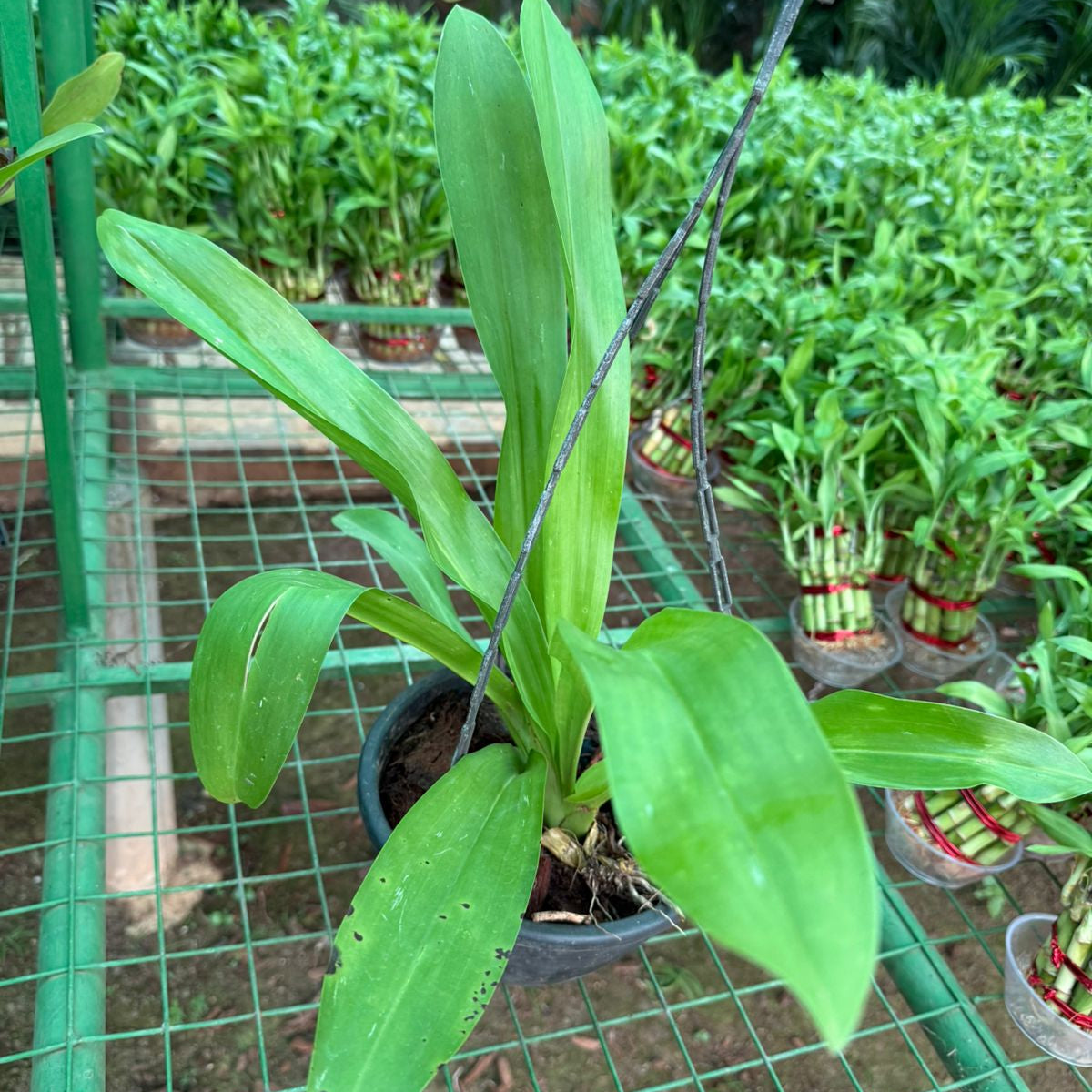 Grammatophyllum scriptum var. citrinum Orchid