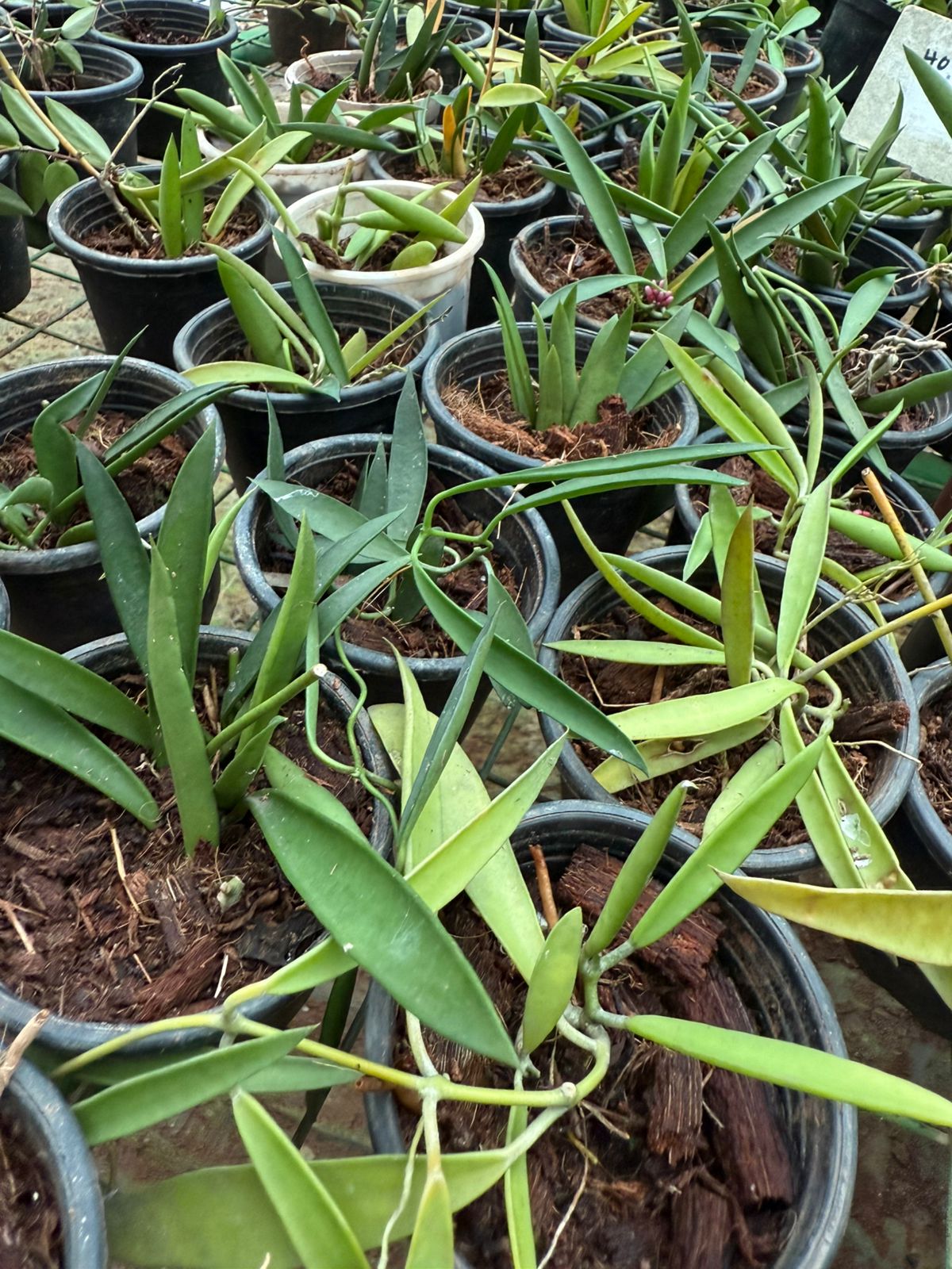 Dischidia Parasitica All Time Flowering Air Plant