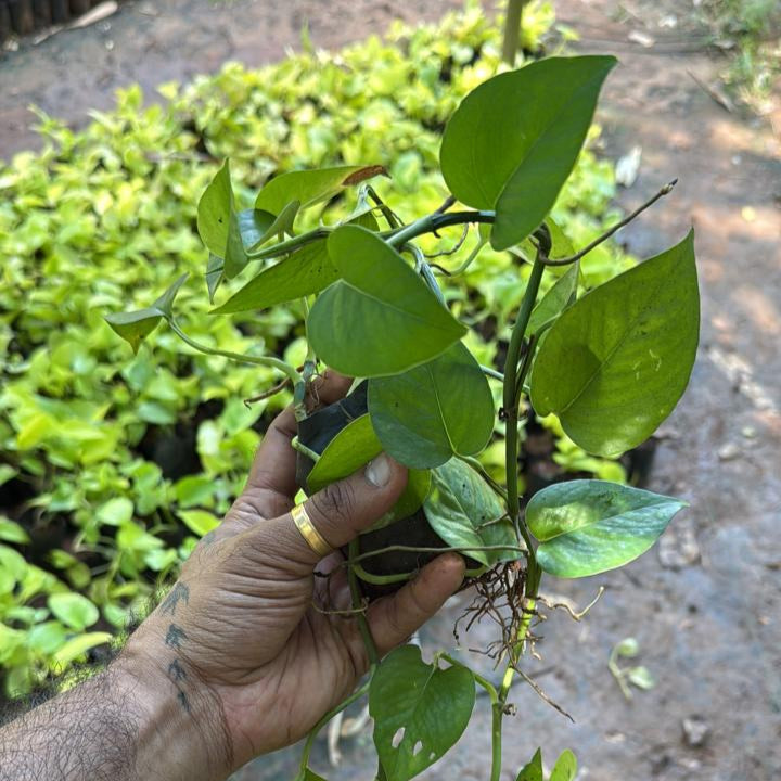 Jade Pothos Indoor Live Plant