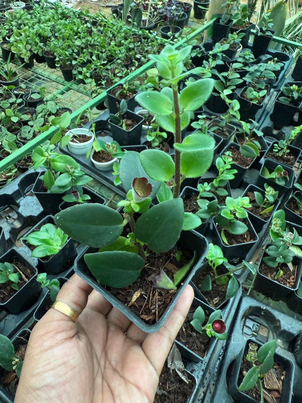 Lipstick Plant (Aeschynanthus radicans)All time Flowering Live Plant