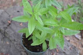 Lemon Verbena Herb/ Medicinal Live Plant