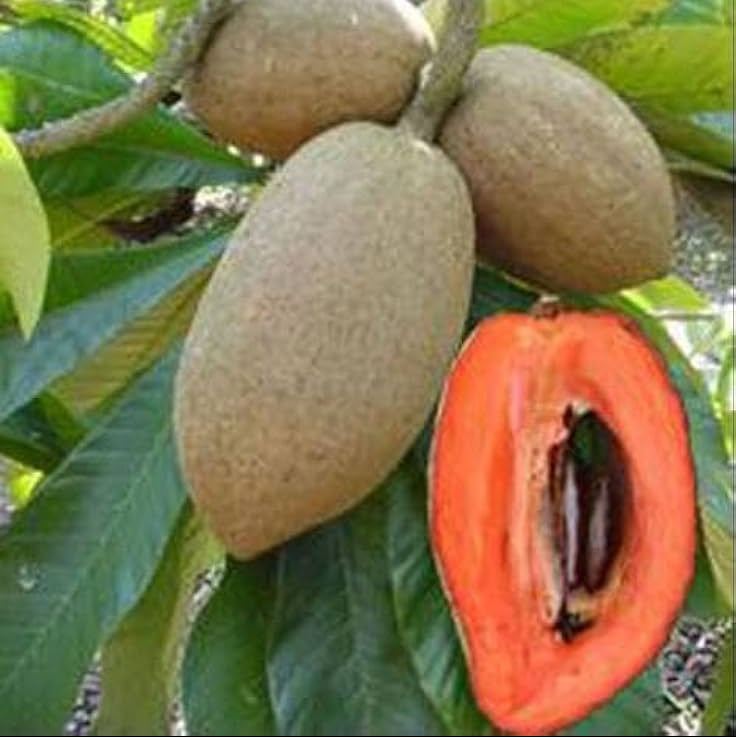 Mamey Sapota(Pouteria sapota) Fruit Plant