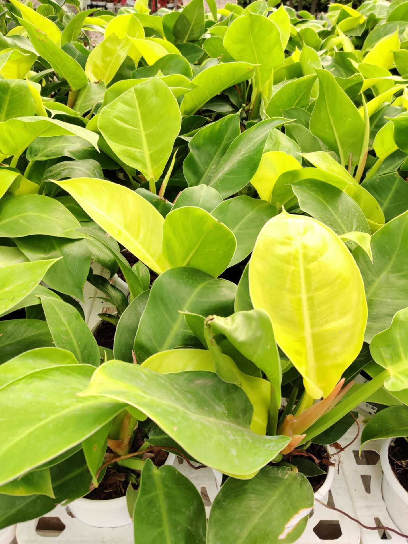 Moon Philodendron Live Plant