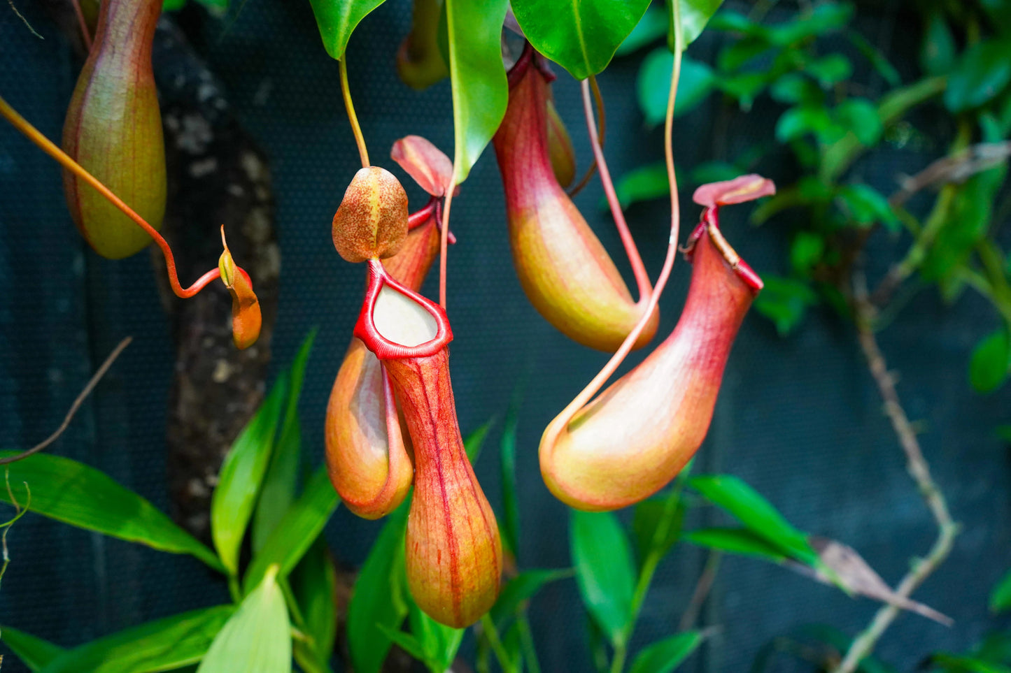 Nepenthes (Nepenthes spp) Flowering Plant