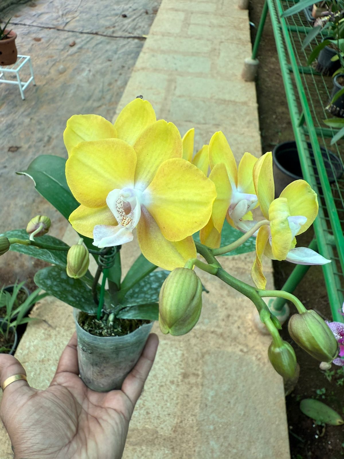 Phalaenopsis Lioulin Lawrence highly fragrant Orchid live plant