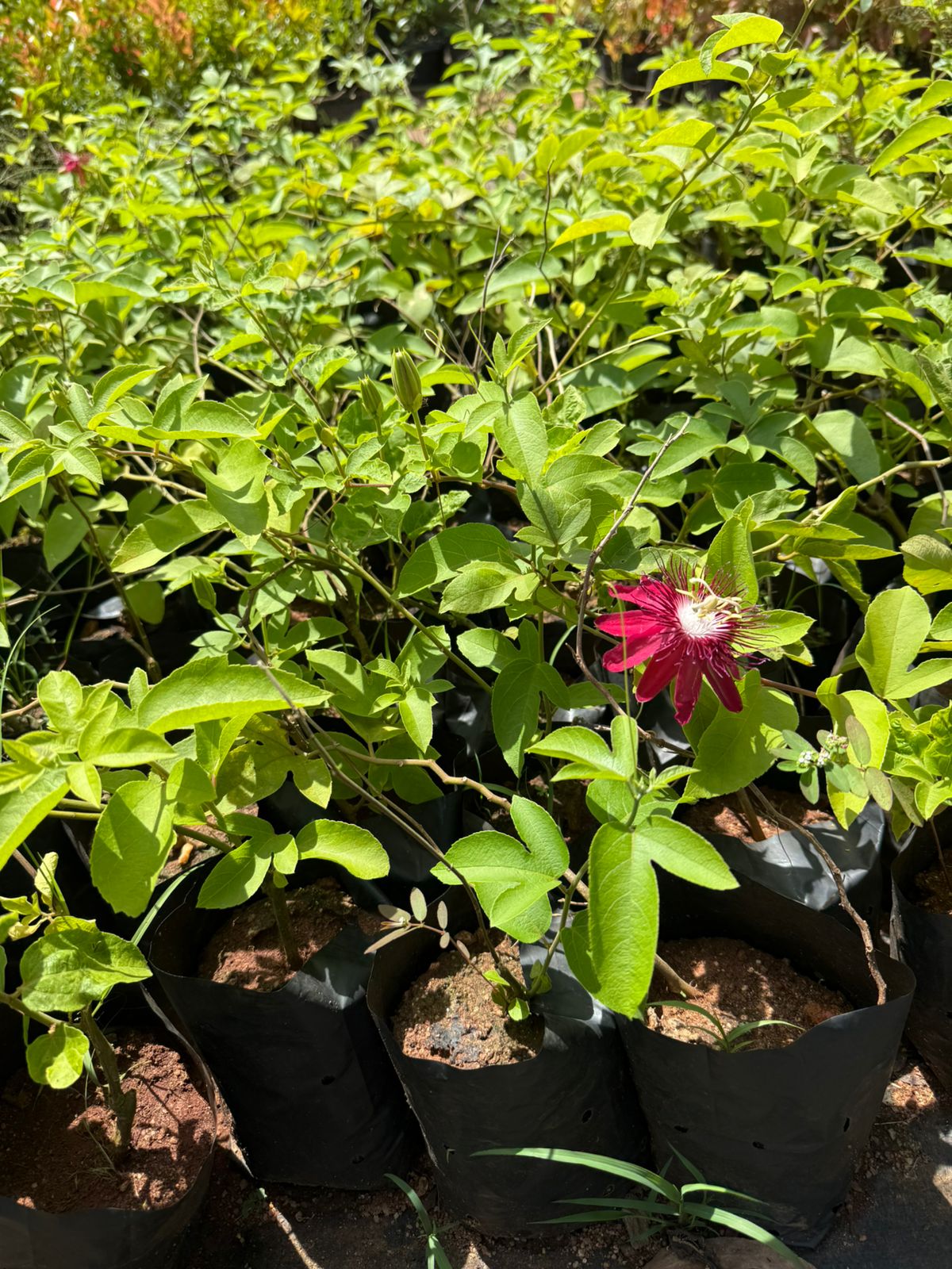 Passiflora Lady Margaret burgandy (Krishna Kamal) Flowering Live Plant