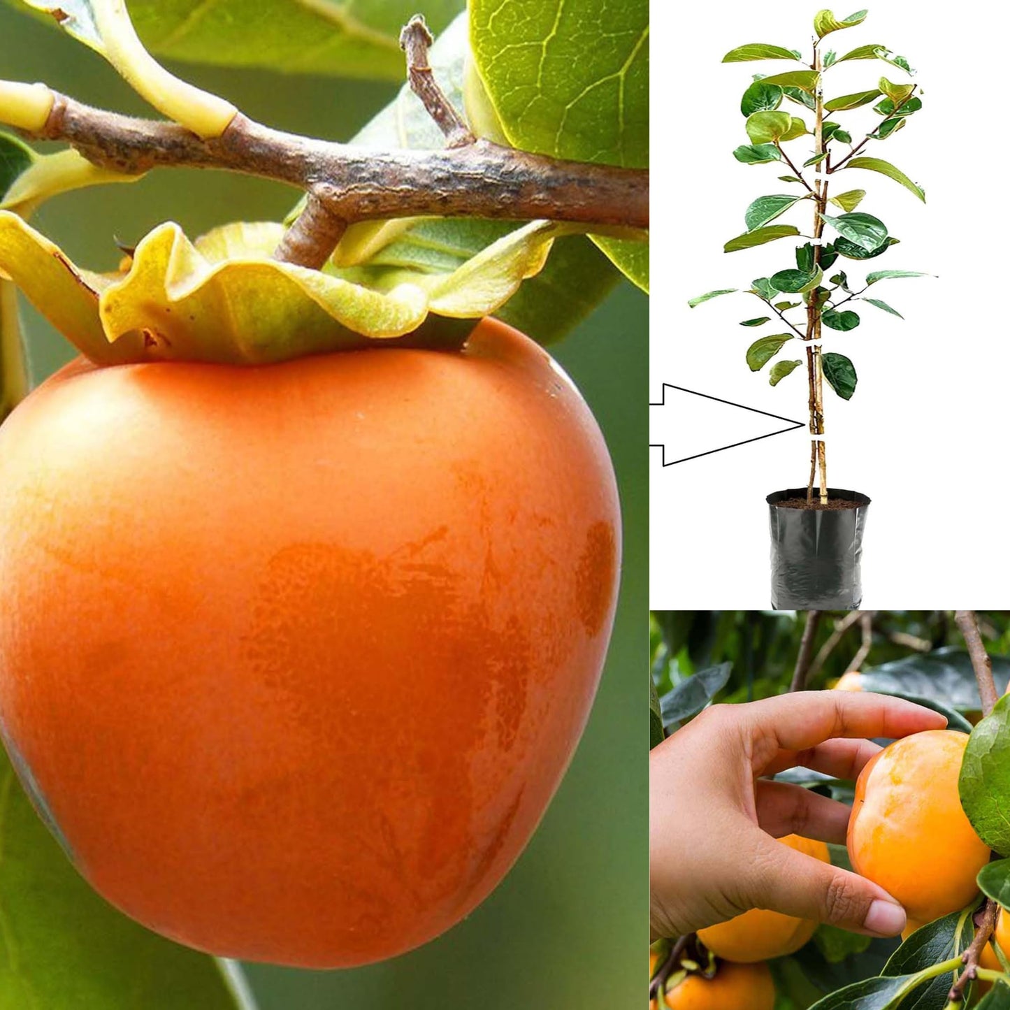 Persimmon Fruit Live Plant