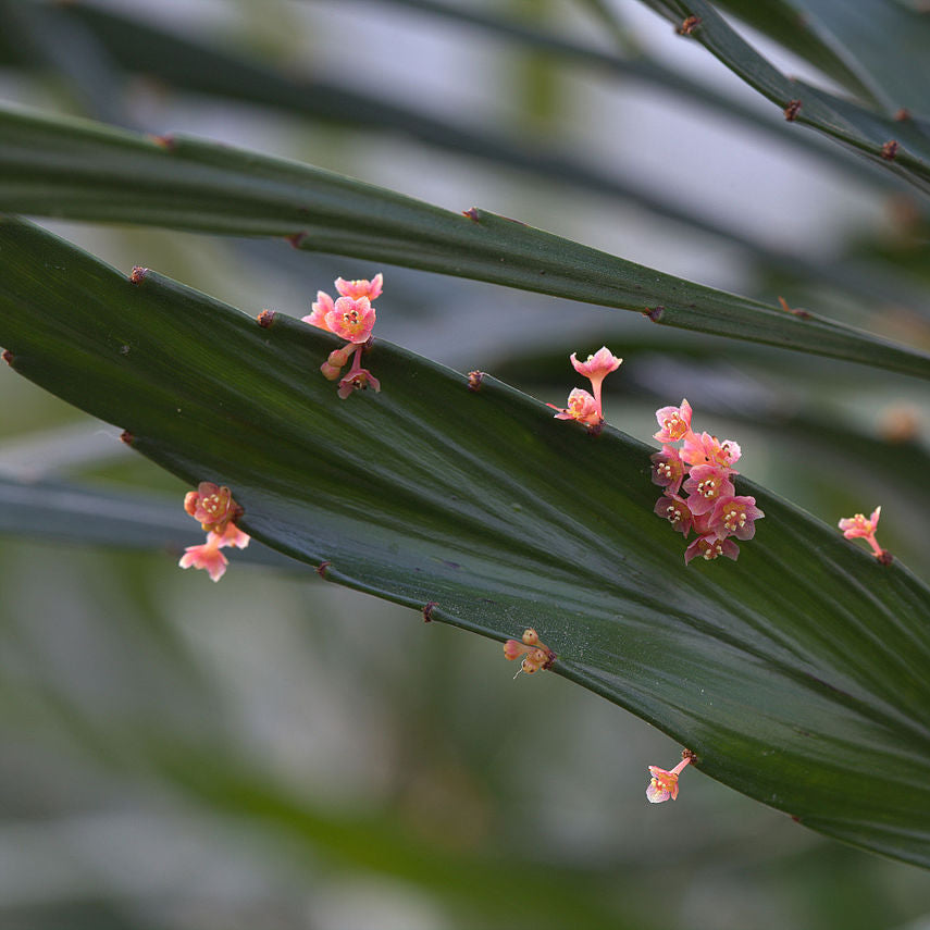 Phyllanthus Angustifolius Live Plant