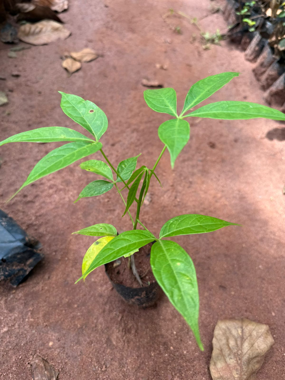 Pink Silk-Cotton Tree (Bombax ceiba) Rare Live Plant