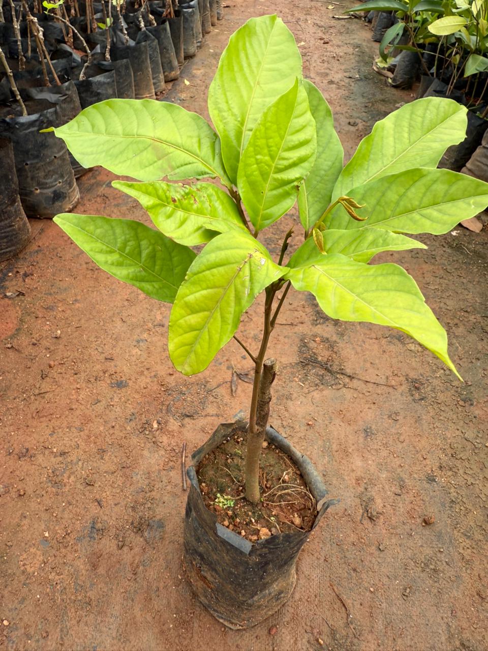 Rambutan N18 Tropical Grafted Fruit Plant