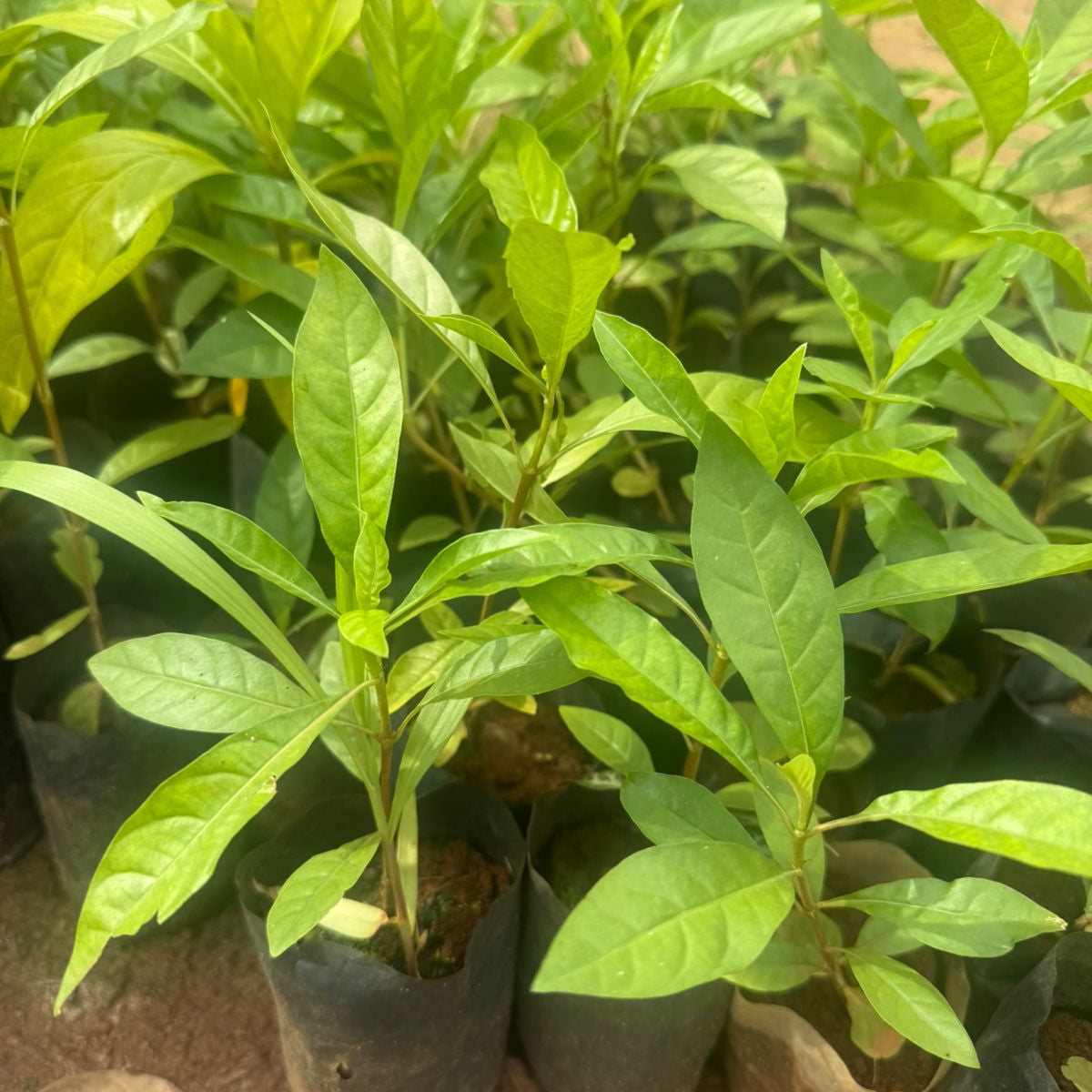 Randia Formosa Rare highly fragrant All Time Flowering Live Plant