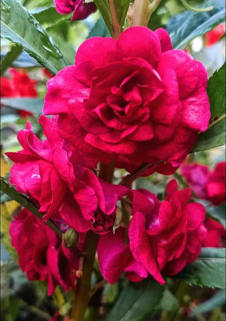 Multipetal Red balsam / impatient Red multipetal Rare All Time Flowering Live Plant
