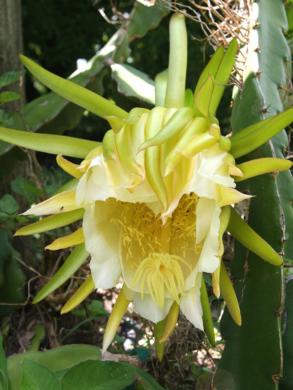 Dragon Fruit Red Jaina (Deep Red Flesh) Sweet Variety Rooted Plant